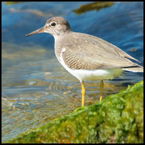 Spotted Sandpiper