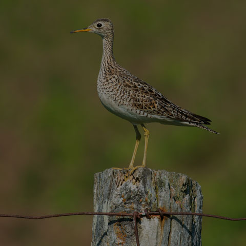 Upland Sandpiper