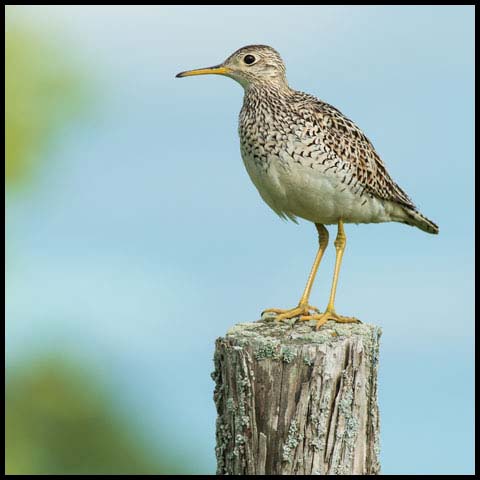 Upland Sandpiper