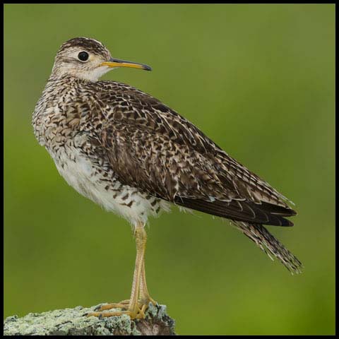 Upland Sandpiper