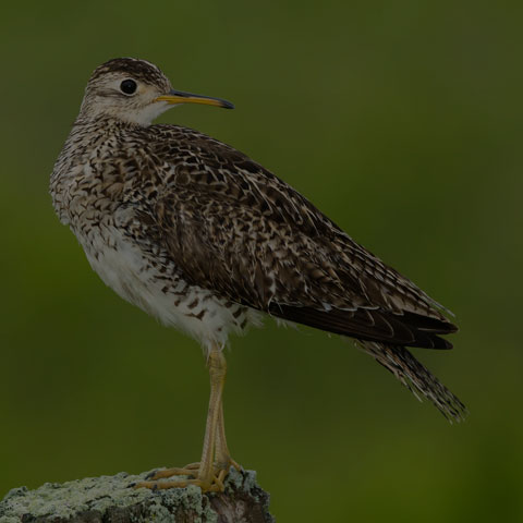 Upland Sandpiper
