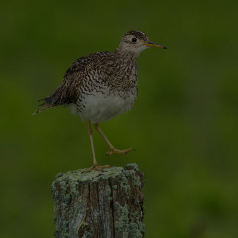 Upland Sandpiper
