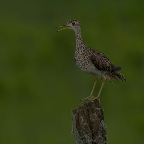 Upland Sandpiper