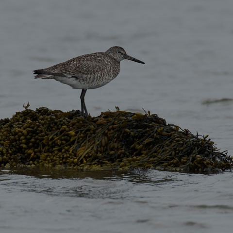 Willet