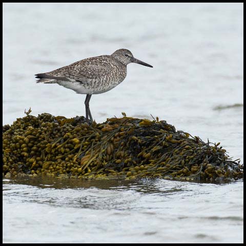 Willet