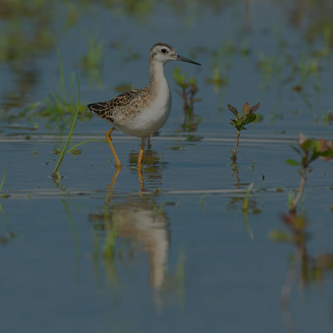 Wilson's Phalarope