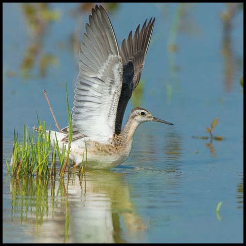 Wilson's Phalarope