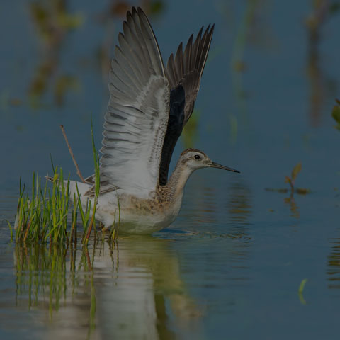 Wilson's Phalarope