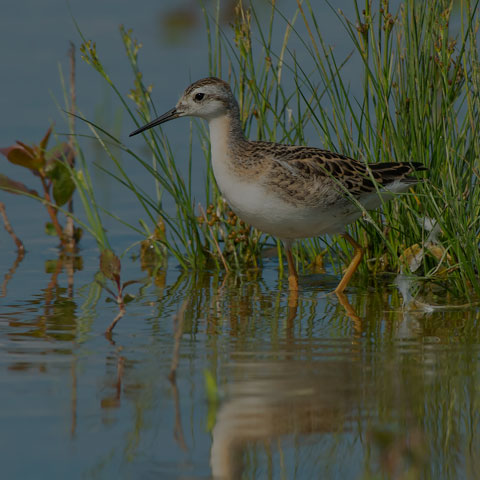 Wilson's Phalarope