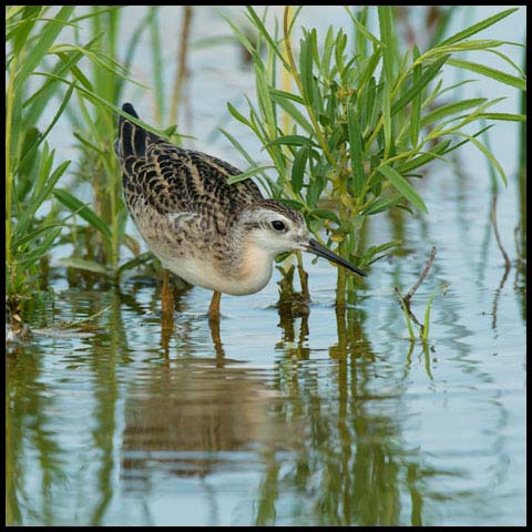 Wilson's Phalarope