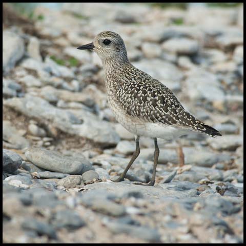 American Golden Plover