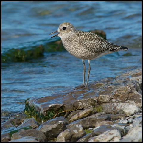 Black-bellied Plover
