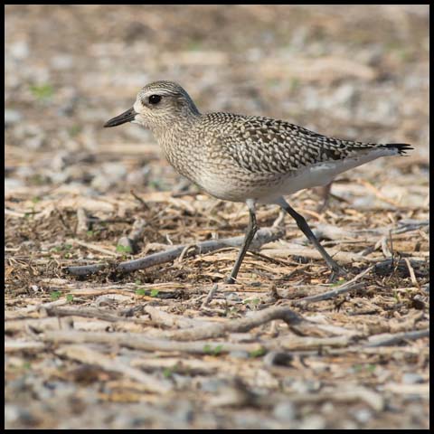 Black-bellied Plover