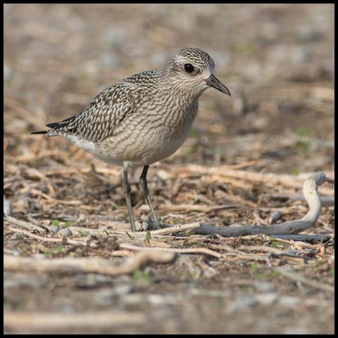 Black-bellied Plover
