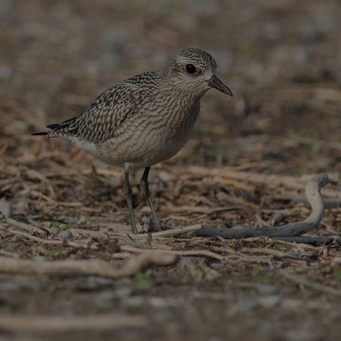 Black-bellied Plover