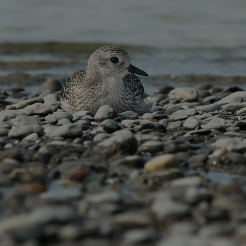 Black-bellied Plover