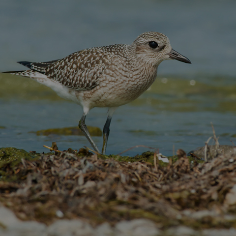 Black-bellied Plover