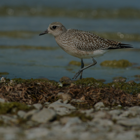 Black-bellied Plover