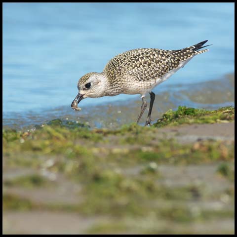 Black-bellied Plover