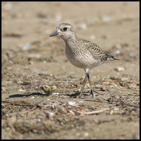 Black-bellied Plover
