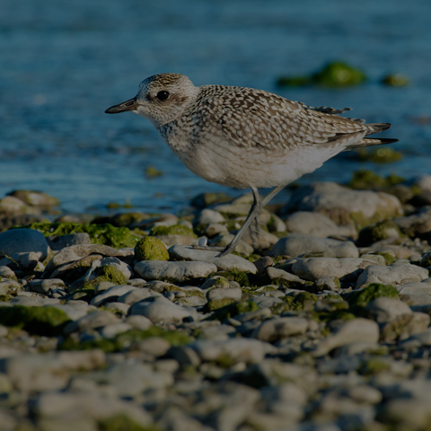 Black-bellied Plover