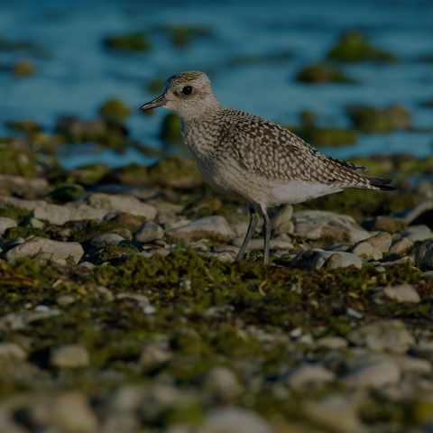 Black-bellied Plover