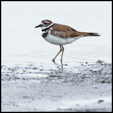 Killdeer