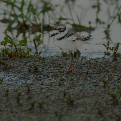 Killdeer