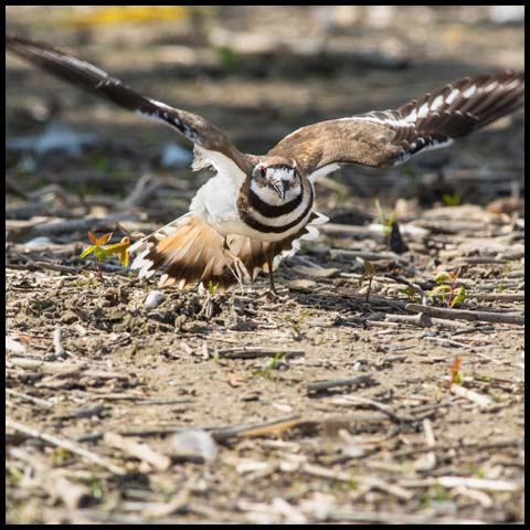 Killdeer