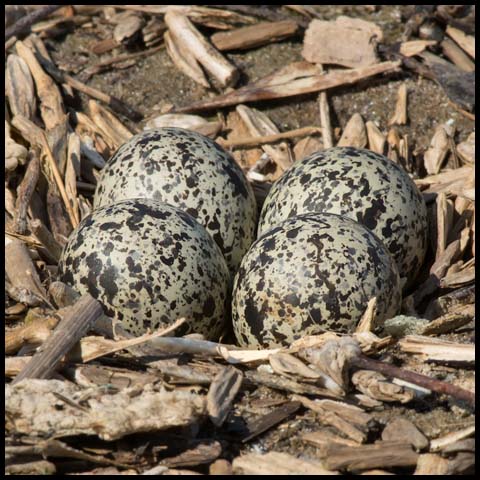 Killdeer