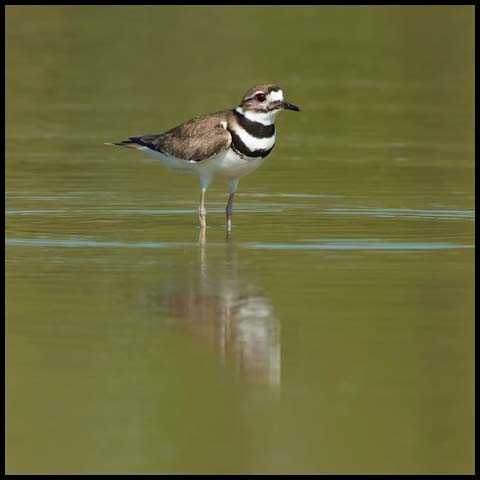 Killdeer