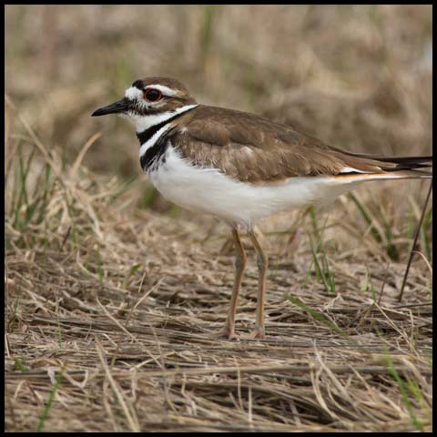 Killdeer