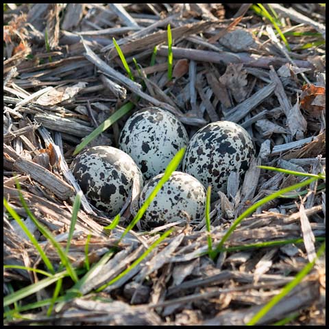Killdeer