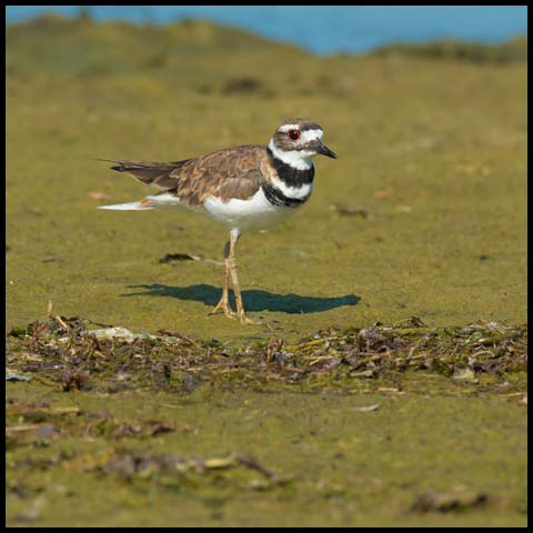 Killdeer