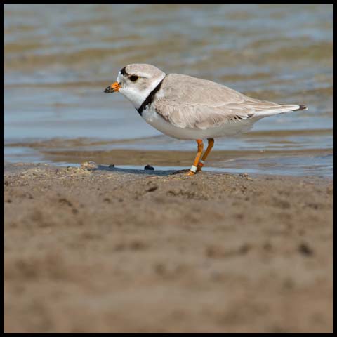 Piping Plover