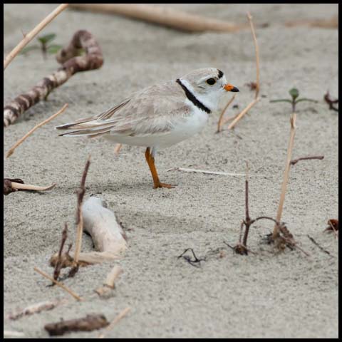 Piping Plover