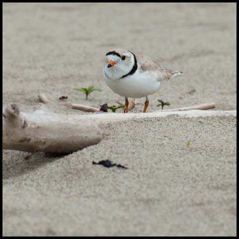 Piping Plover