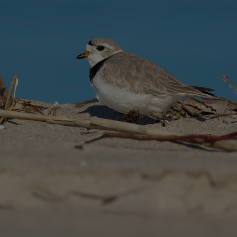 Piping Plover