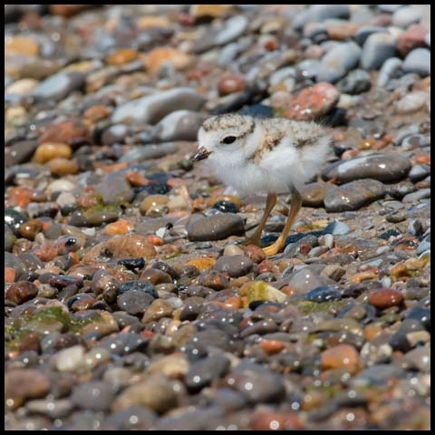 Piping Plover