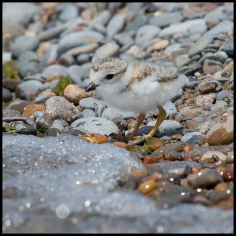 Piping Plover