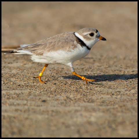 Piping Plover