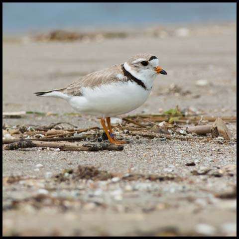 Piping Plover