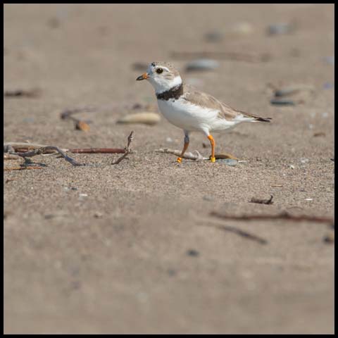 Piping Plover