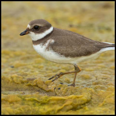 Plovers