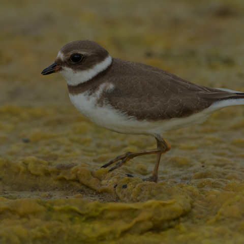 Semipalmated Plover