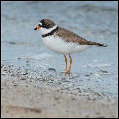 Semipalmated Plover