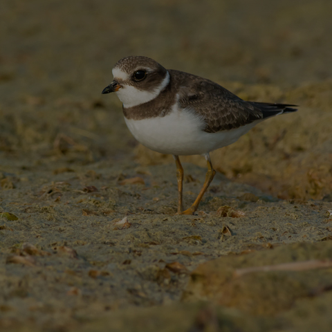 Semipalmated Plover