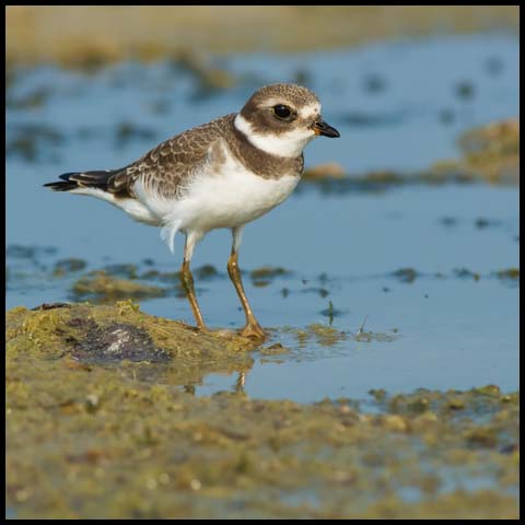 Semipalmated Plover