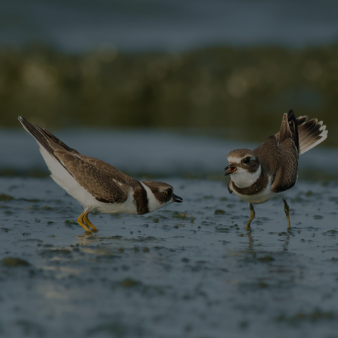 Semipalmated Plover