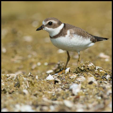 Semipalmated Plover